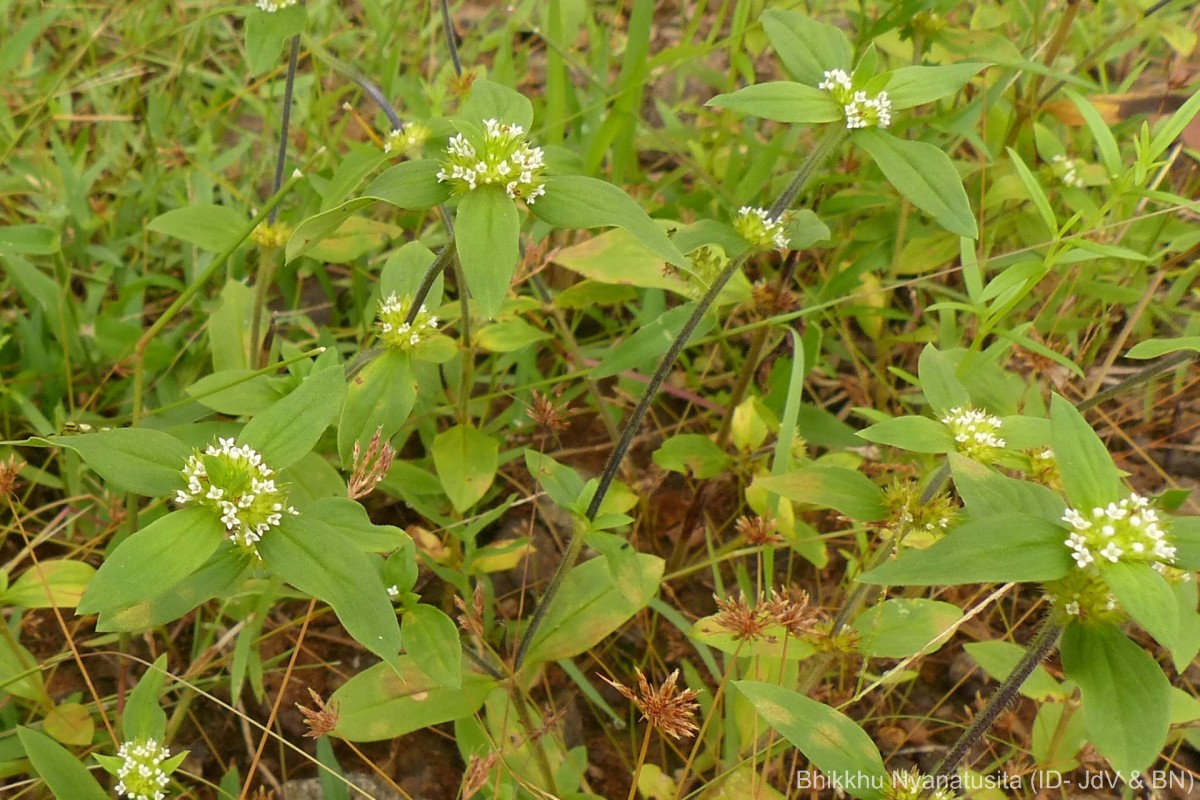 Mitracarpus hirtus (L.) DC.